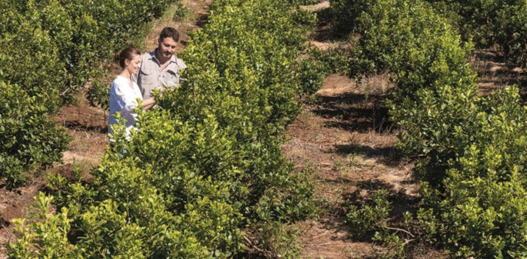 yerba maté danger cancer études chiffres preuve avis fumée séchée à l'air herbe méthode de production
