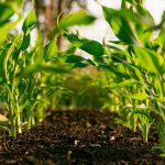 yerba maté bio