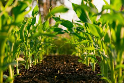 yerba maté bio
