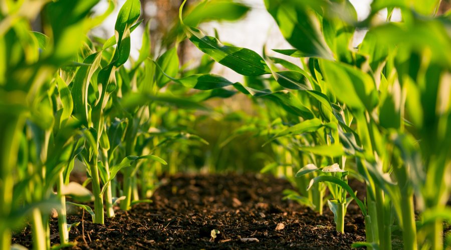 yerba maté bio
