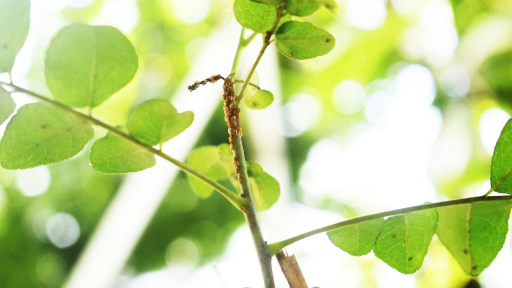culture yerba mate pucerons