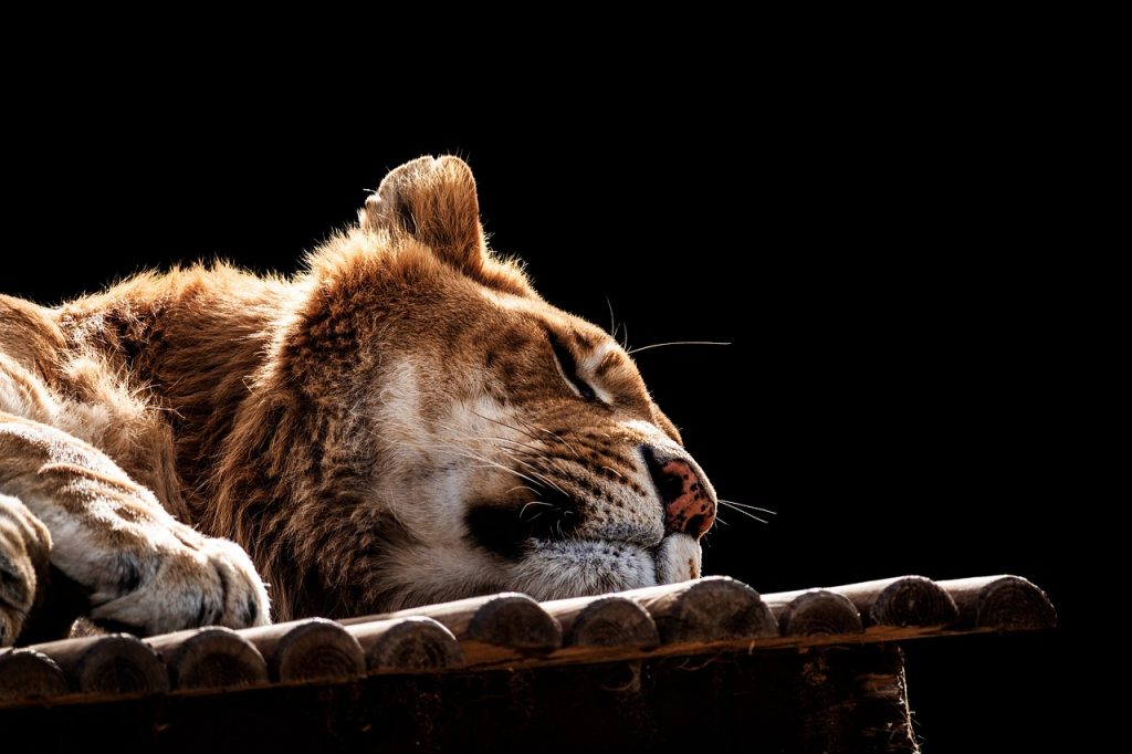 boire du maté tous les jours sommeil